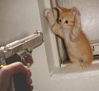 kitten-and-gun