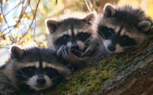 Cute-Raccoons